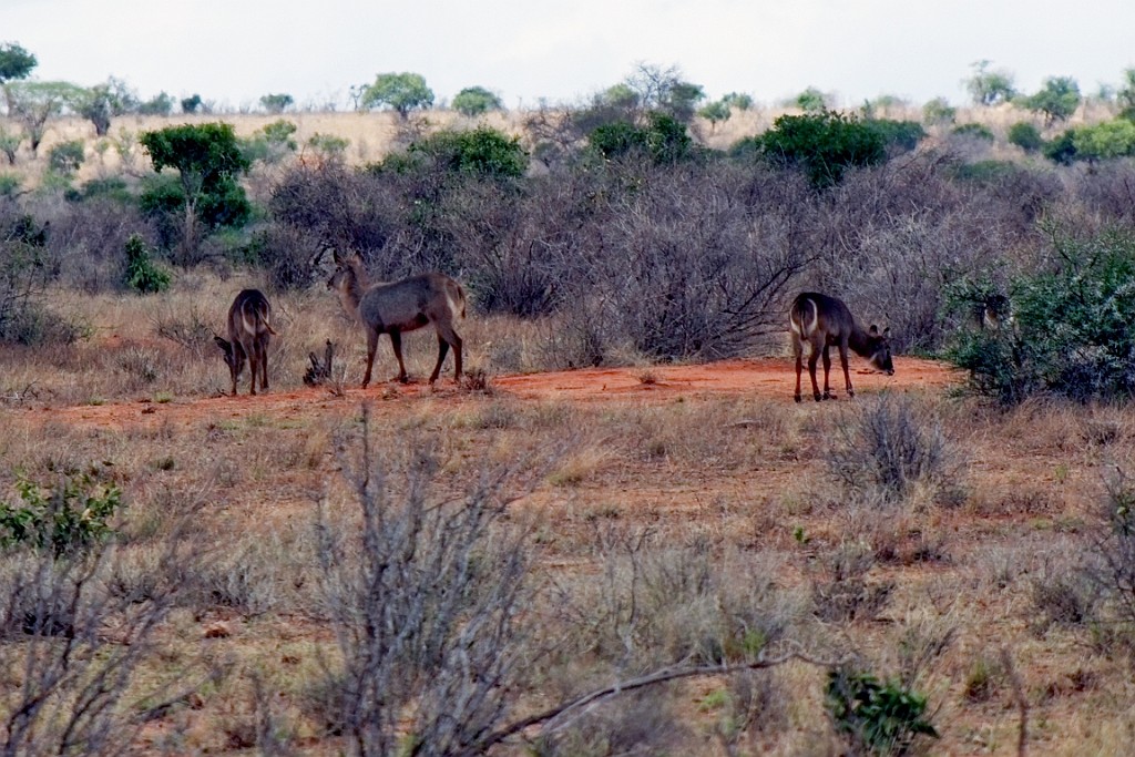 Kenia (368).jpg